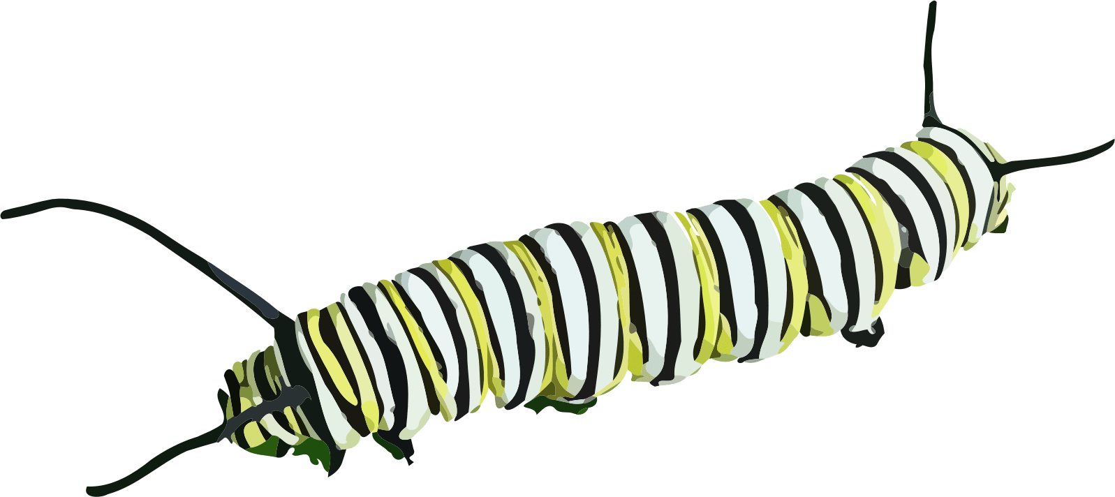 Striped Caterpillar Illustration