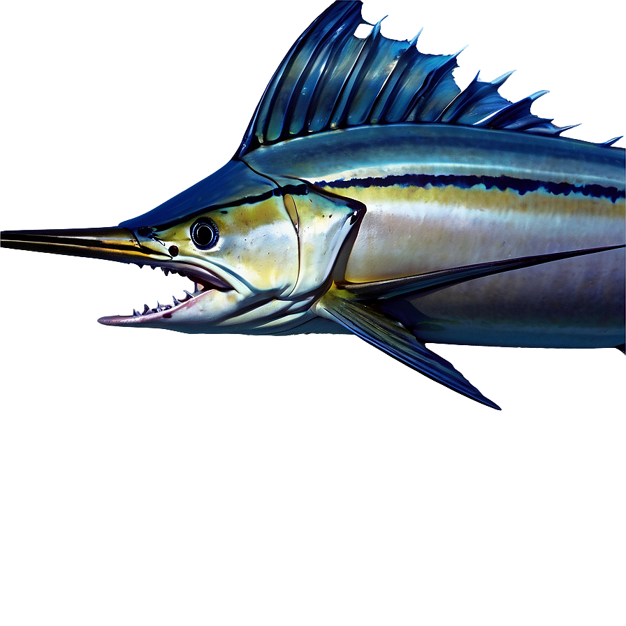 Striped Marlin Png 16