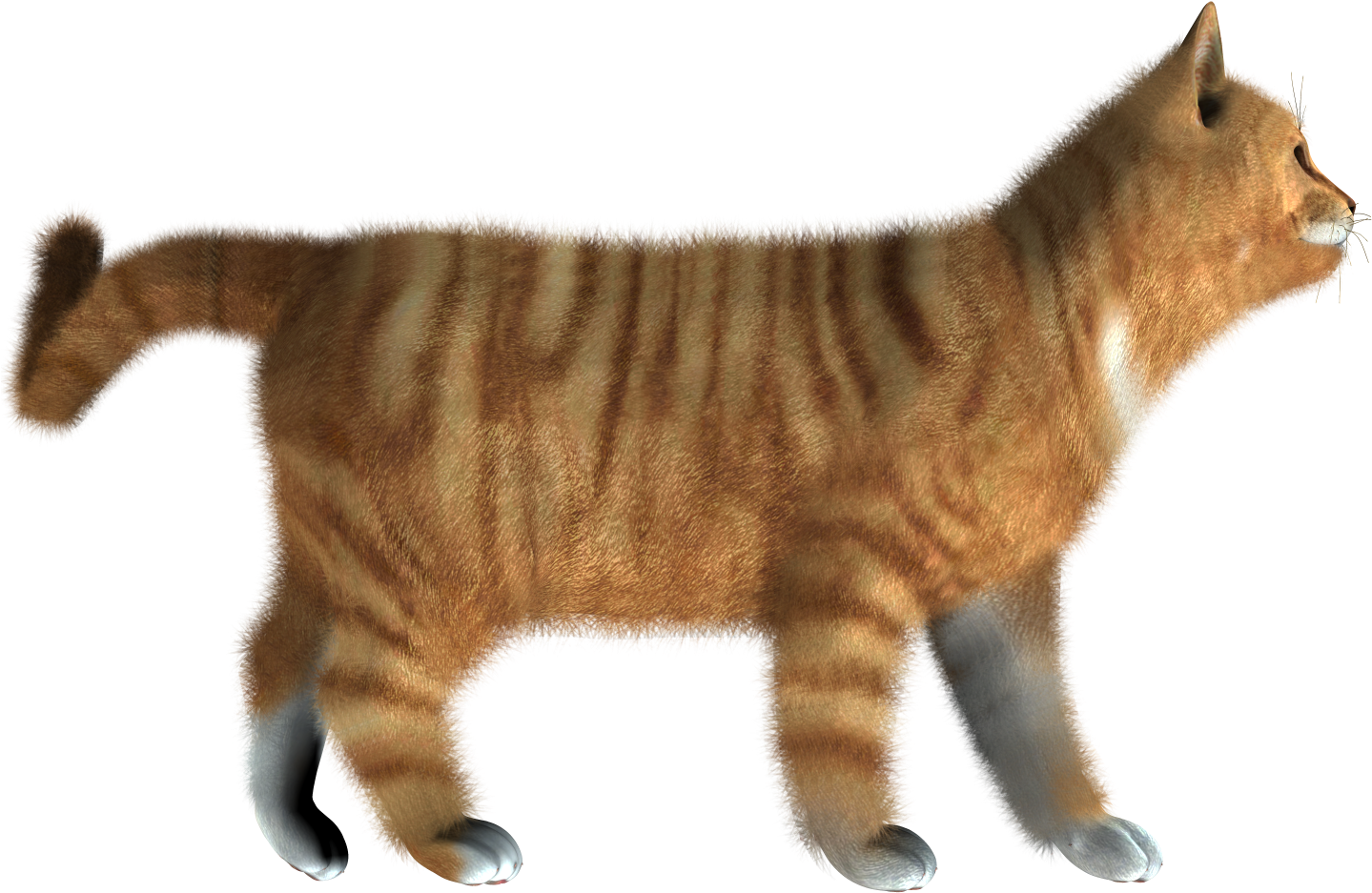 Striped Orange Kitten Walking