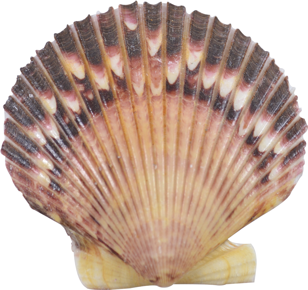 Striped Scallop Seashell.png