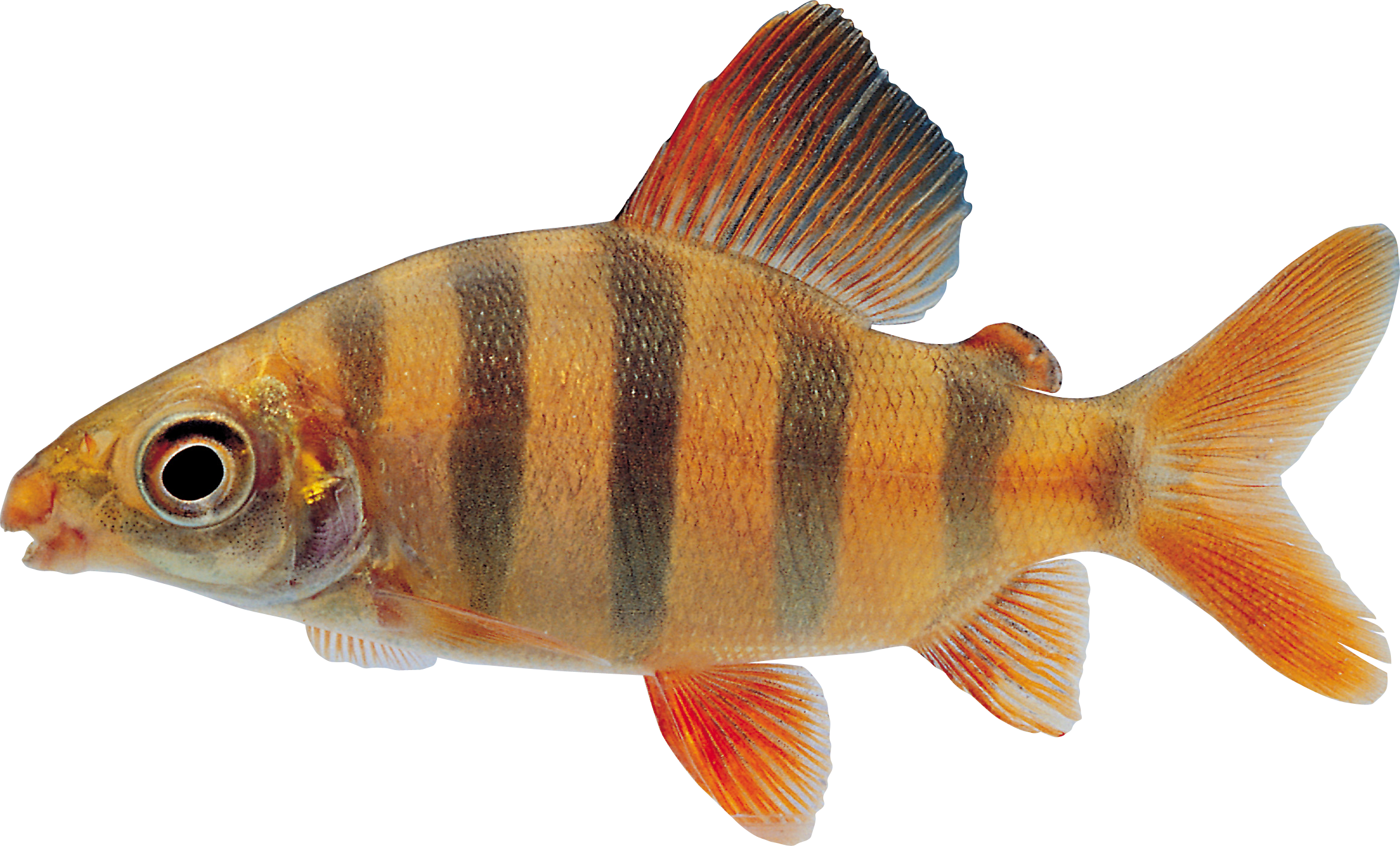 Striped Tropical Fish Isolated