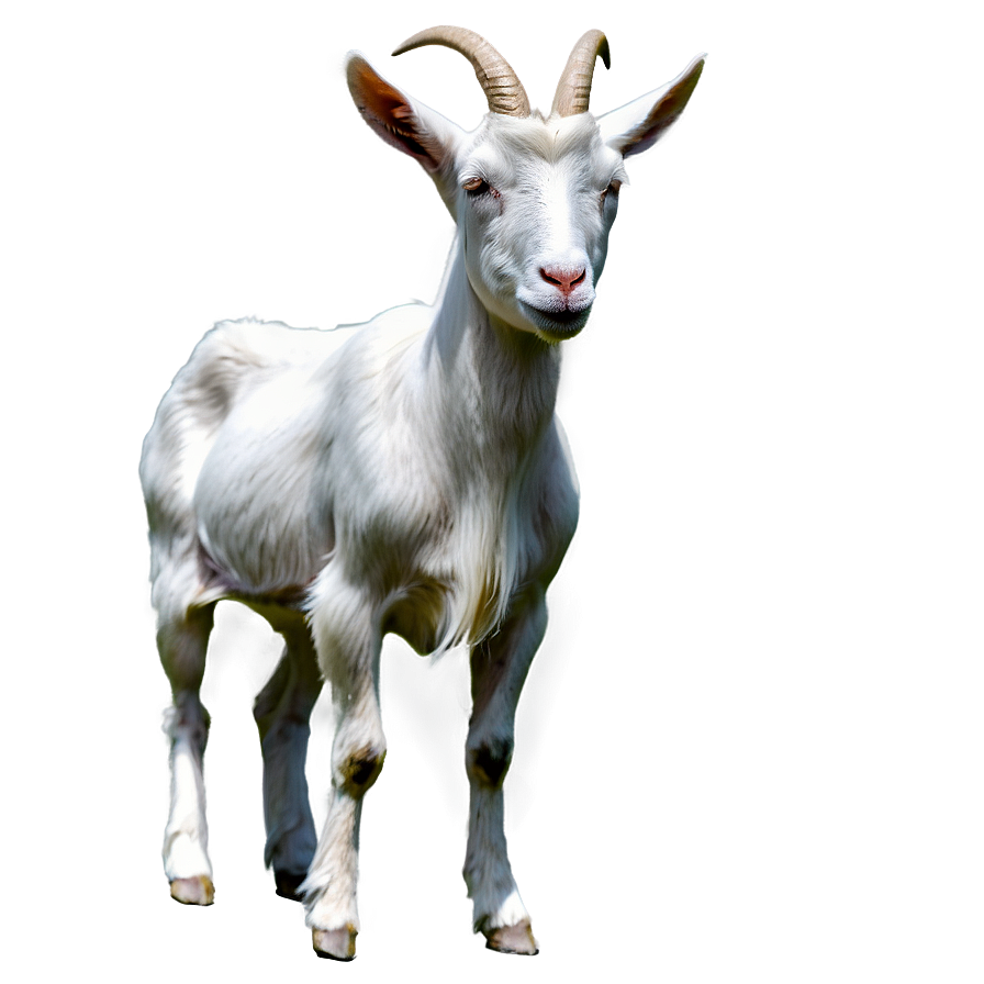 Stylish Goat Png 05232024