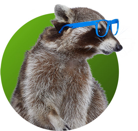 Stylish Raccoon With Blue Glasses