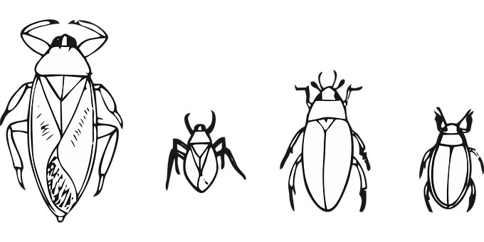 Stylized Beetle Illustrations Black Background