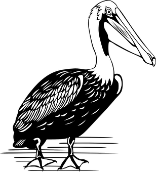 Stylized Blackand White Pelican Illustration