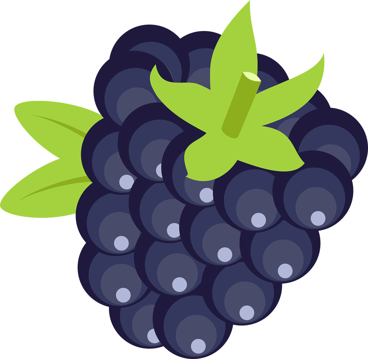 Stylized Blackberry Illustration