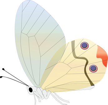 Stylized Butterfly Illustration