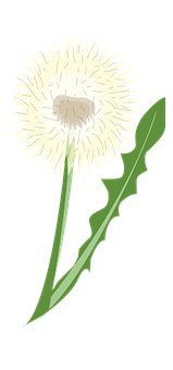 Stylized Dandelion Graphic