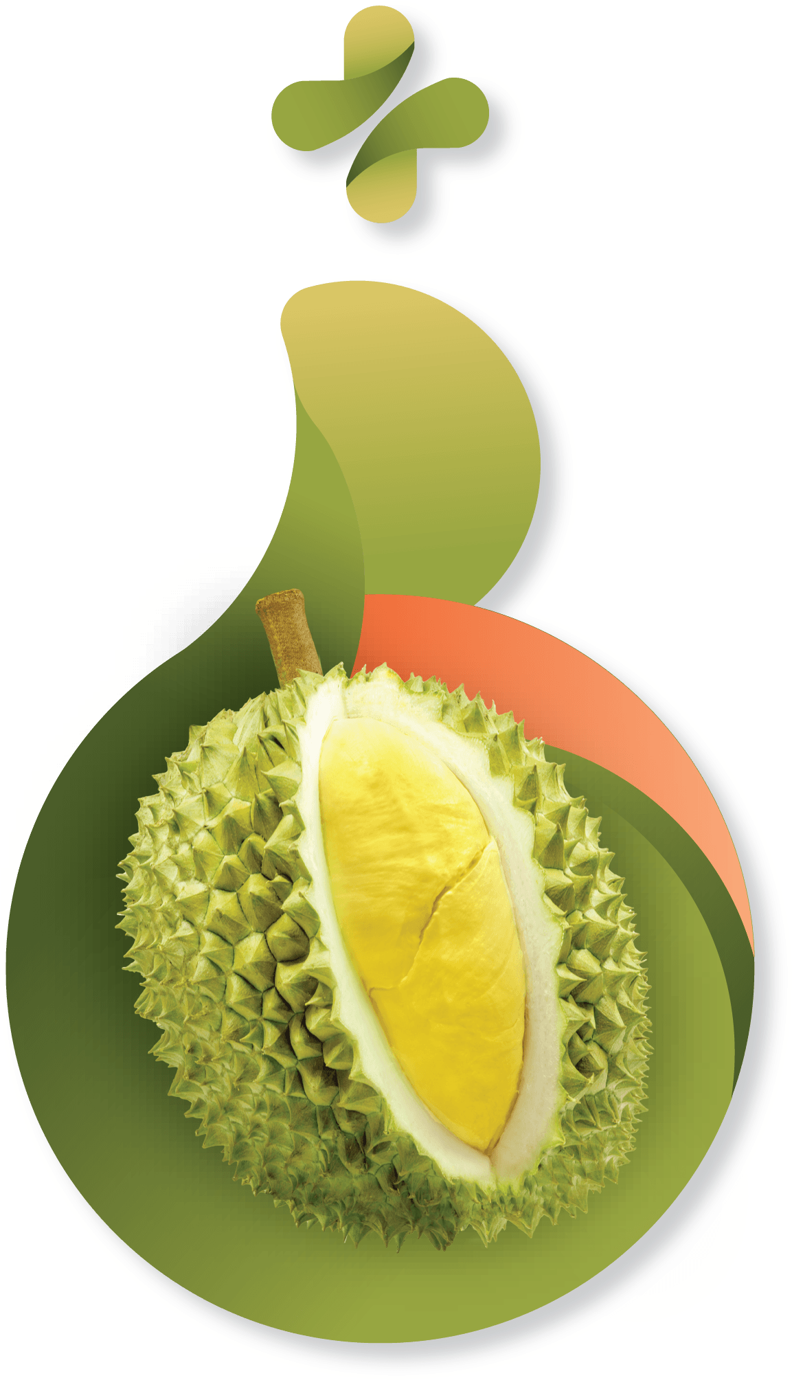 Stylized Durian Fruit Graphic