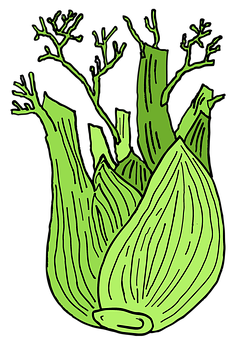 Stylized Fennel Illustration