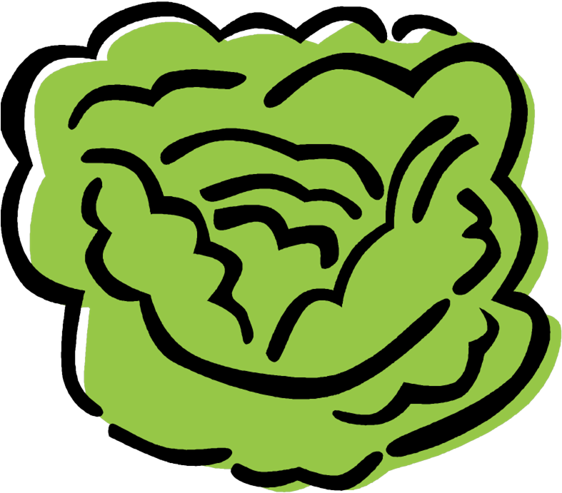 Stylized Green Lettuce Illustration