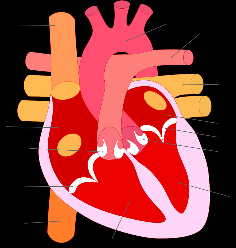 Stylized Human Heart Illustration