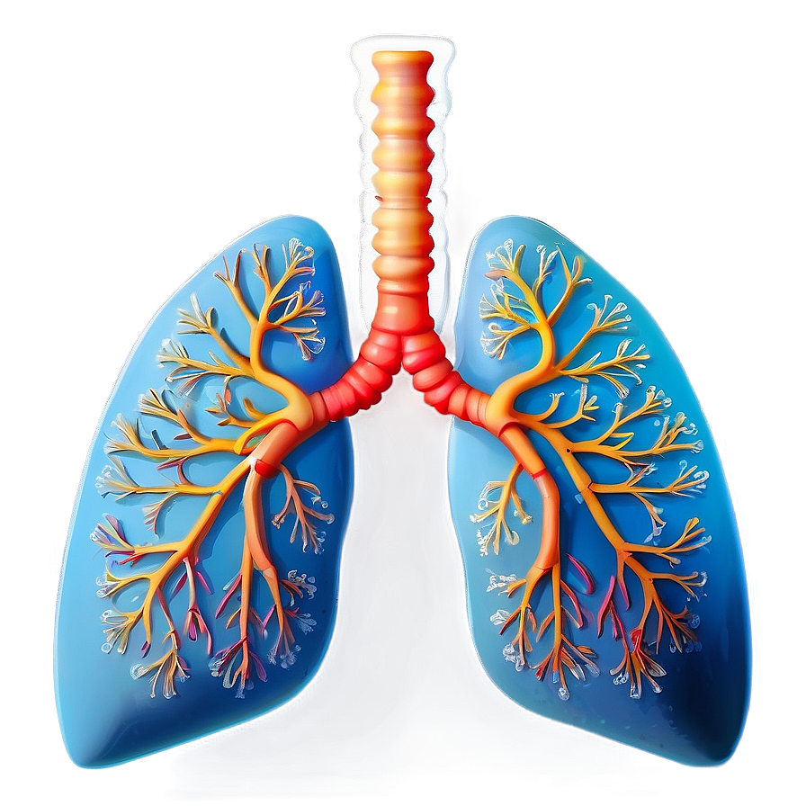 Stylized Human Lungs Png 05232024