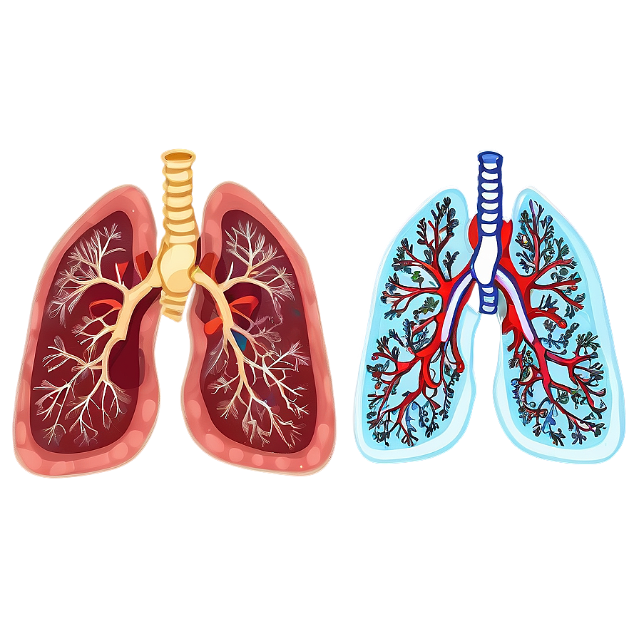 Stylized Human Lungs Png 92