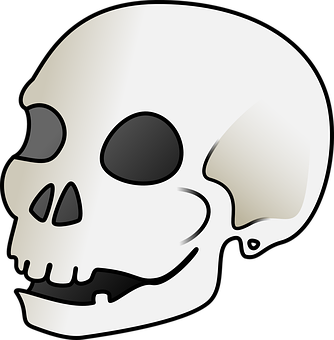 Stylized Human Skull Graphic