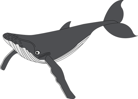 Stylized Humpback Whale Illustration