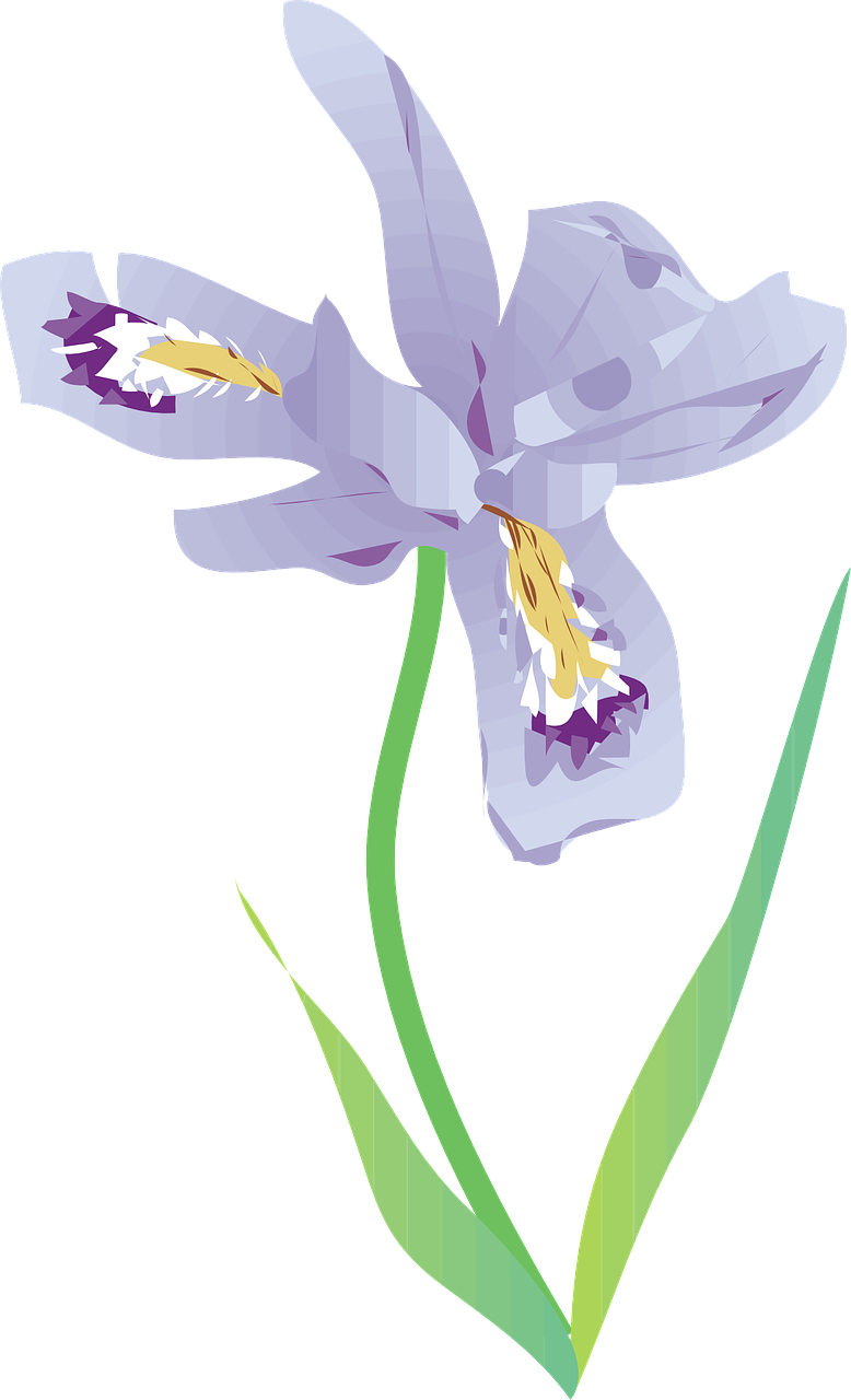 Stylized Iris Flower Illustration