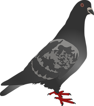 Stylized Pigeon Illustration