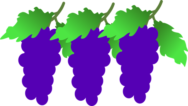 Stylized Purple Grapes Vector