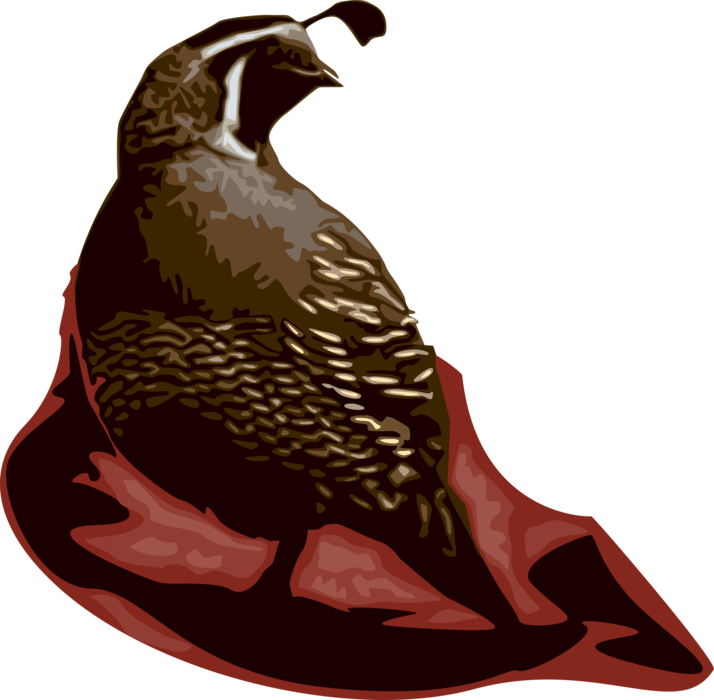 Stylized Quail Illustration