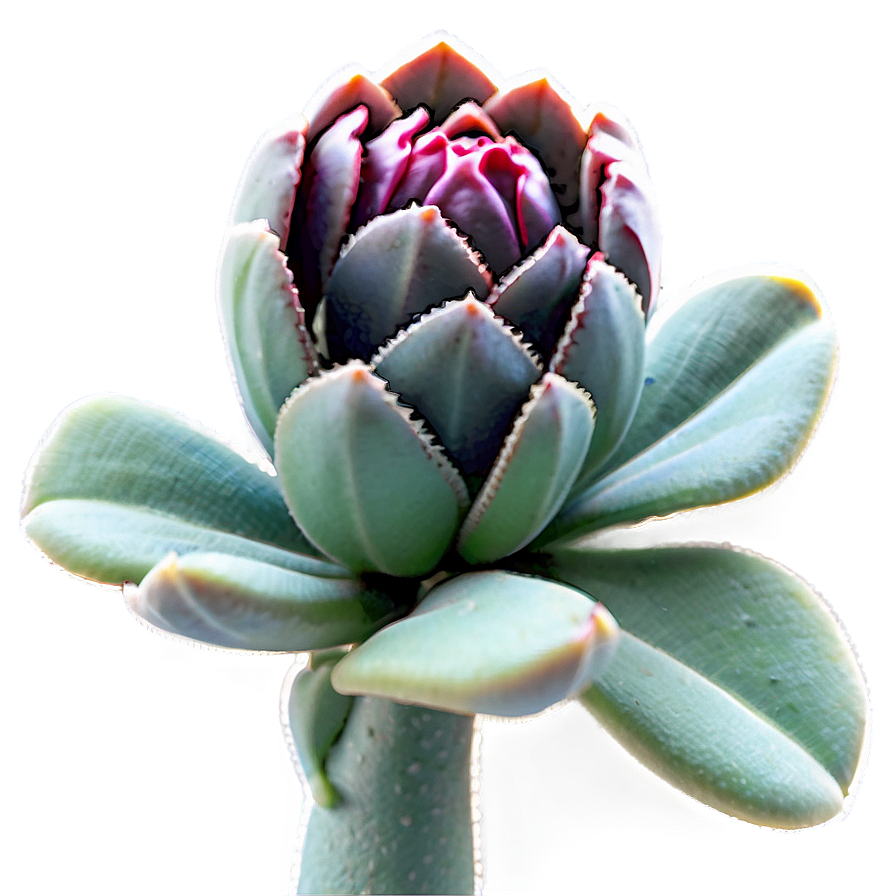 Stylized Succulent Png 30