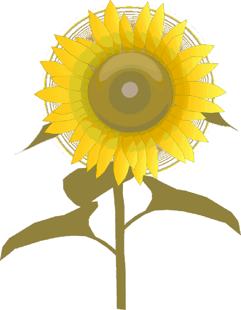 Stylized Sunflower Illustration