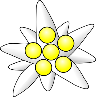 Stylized White Flower Graphic