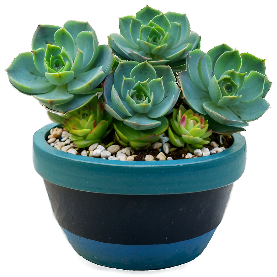 Succulent Care Tips Png 32