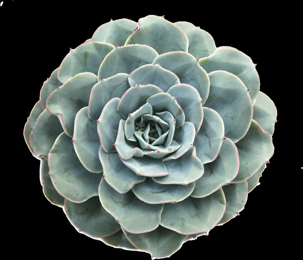 Succulent Echeveria Glauca Top View