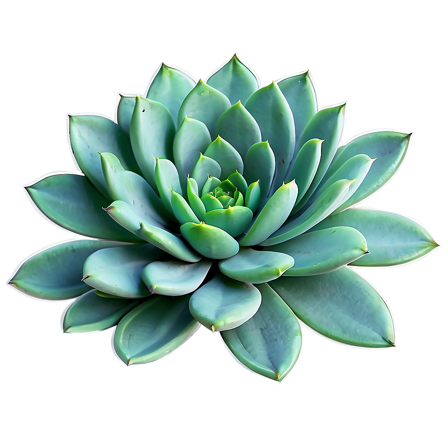 Succulent Illustration Png 24