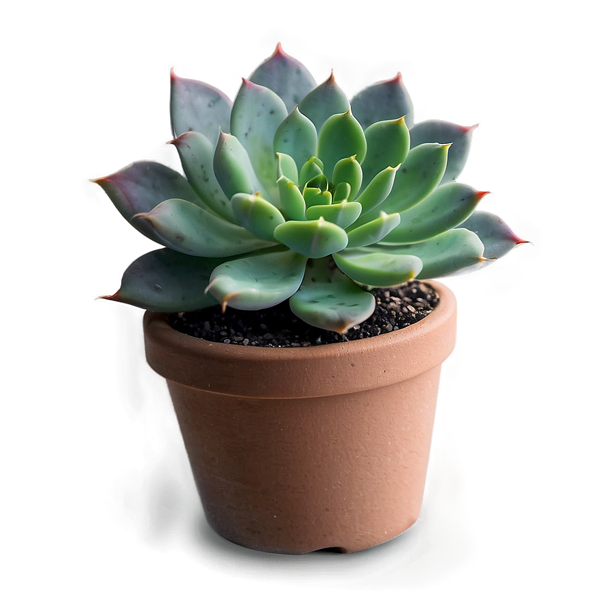 Succulent Party Favors Png Snd96