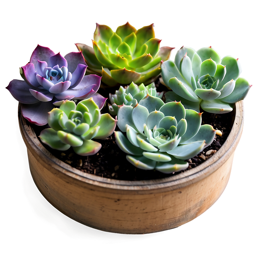 Succulent Subscription Box Png 06212024