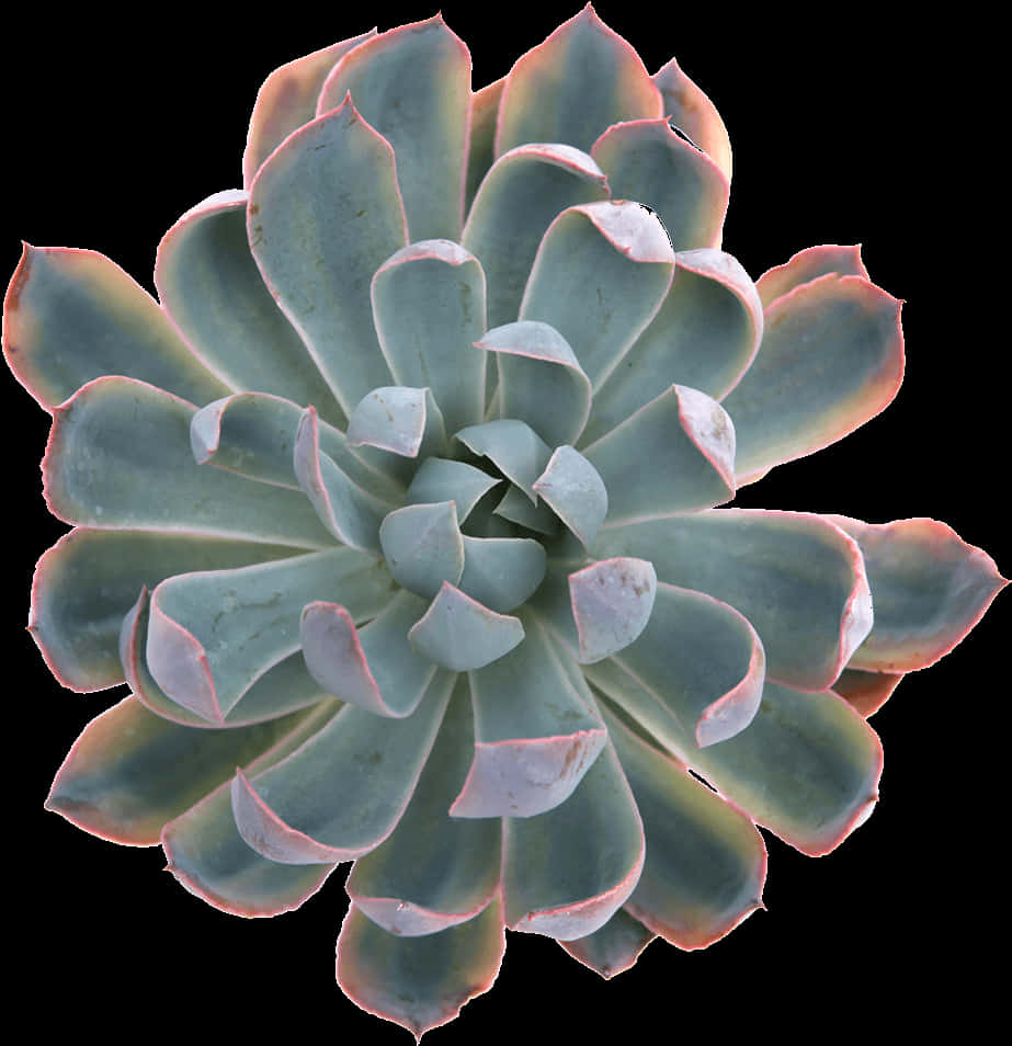 Succulent Symmetry Top View