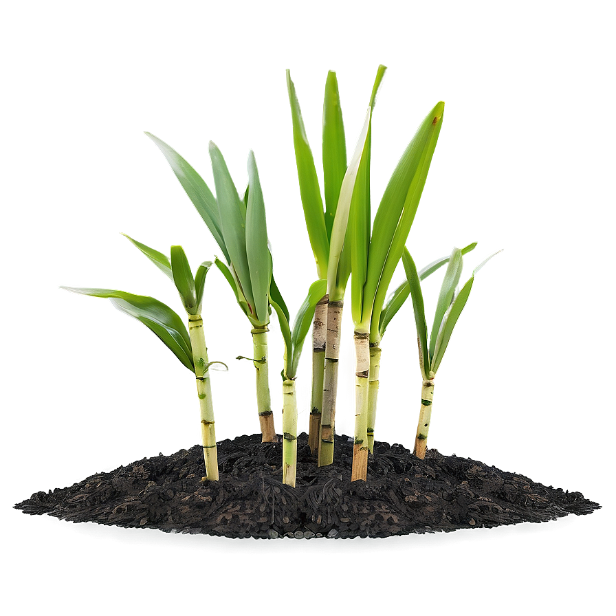 Sugarcane Seedling Growing Png Lcs