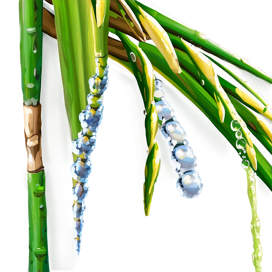 Sugarcane With Dew Drops Png 06262024