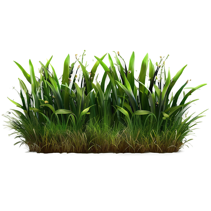 Summer Green Grass Png 06262024