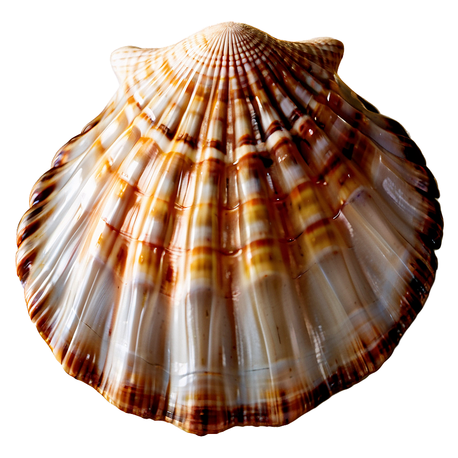 Summer Vibes Seashell Png Uka