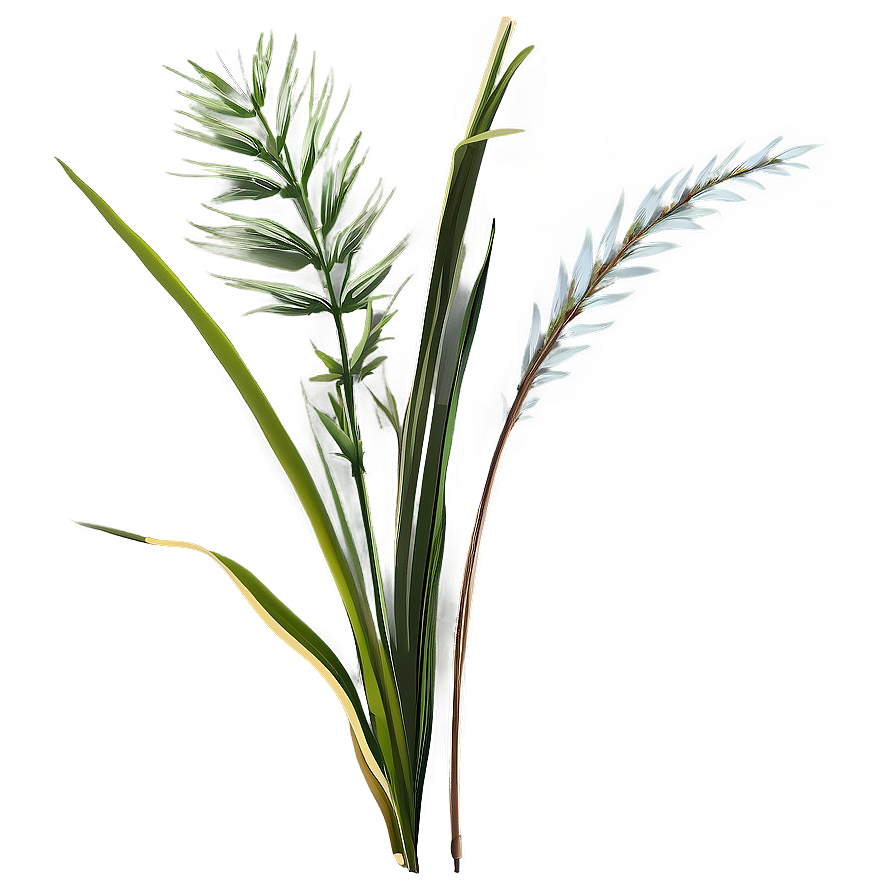 Summer Wild Grass Png Lfl