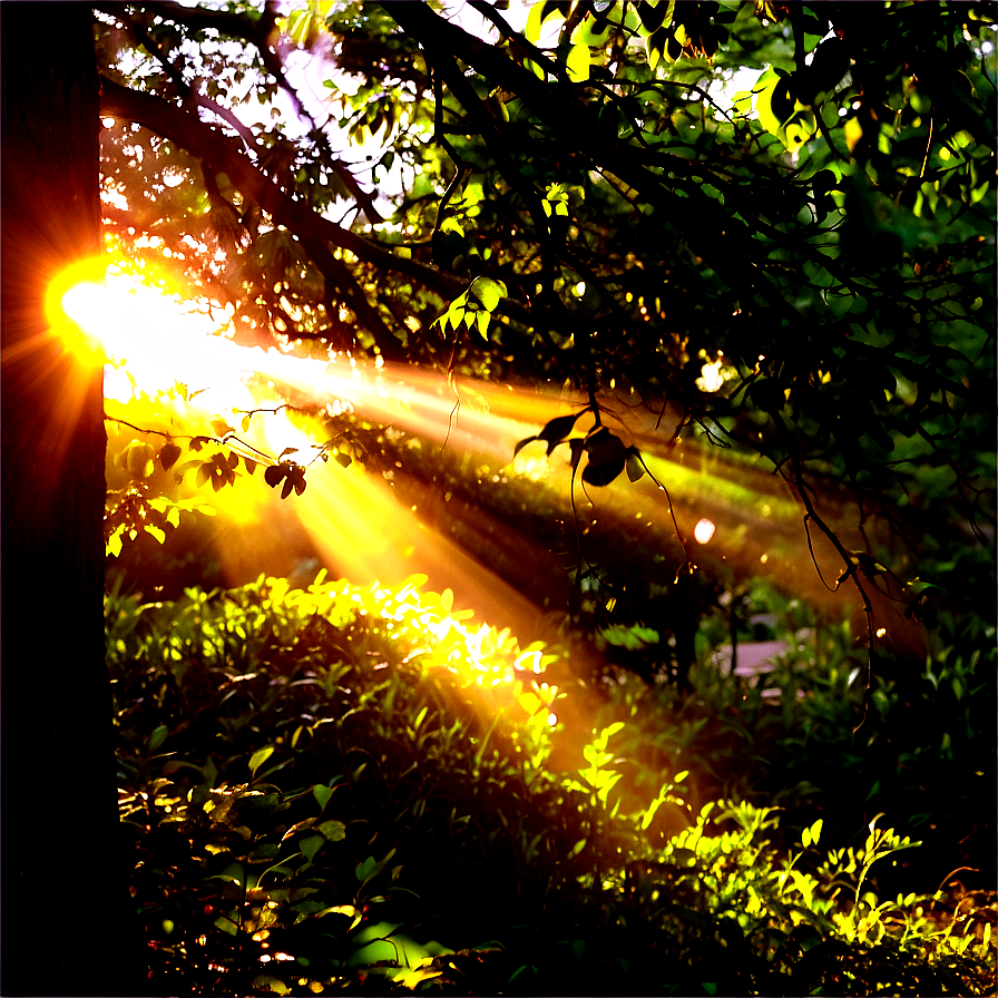 Sun Flare Through Trees Png Xsx12