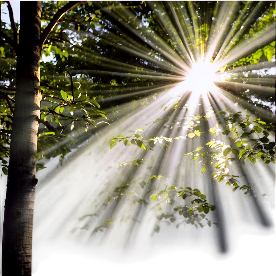 Sun Rays Through Trees Png Uqr