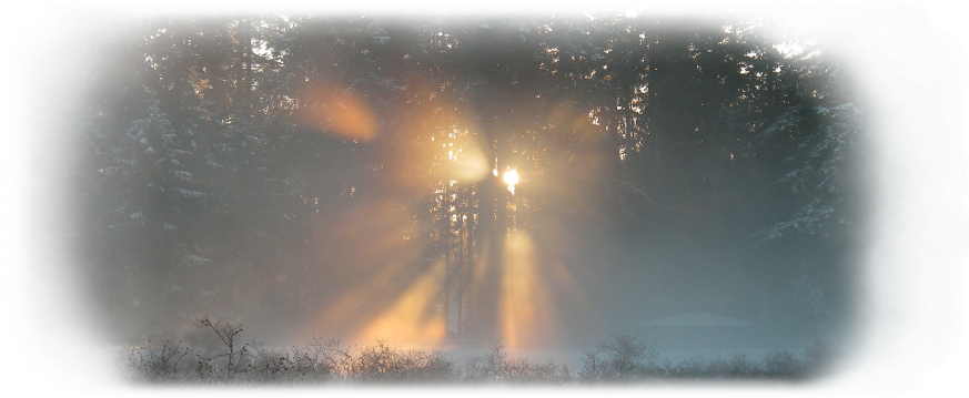 Sunbeams Through Winter Forest