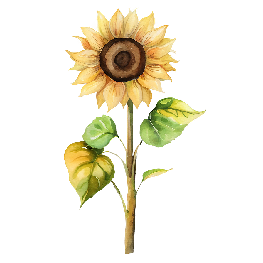 Sunflower Beauty Watercolor Art Png 06272024