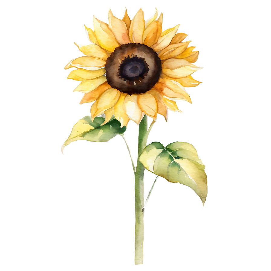 Sunflower Beauty Watercolor Art Png Djj