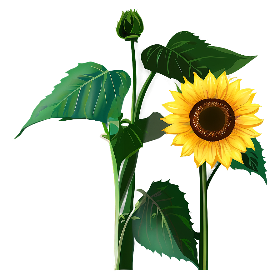 Sunflower Clipart Png 05252024