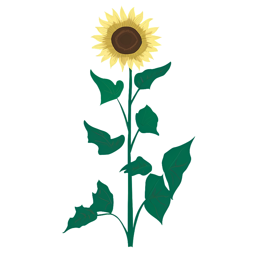 Sunflower Drawing Transparent Png Rtp