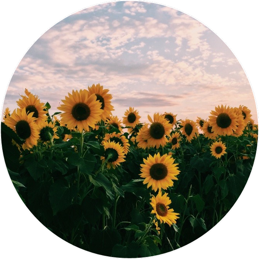 Sunflower_ Field_at_ Dusk