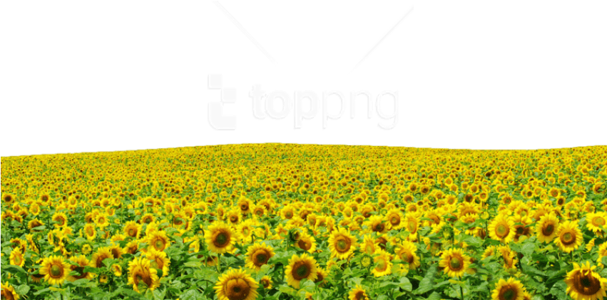 Sunflower Fieldwith Logo Overlay