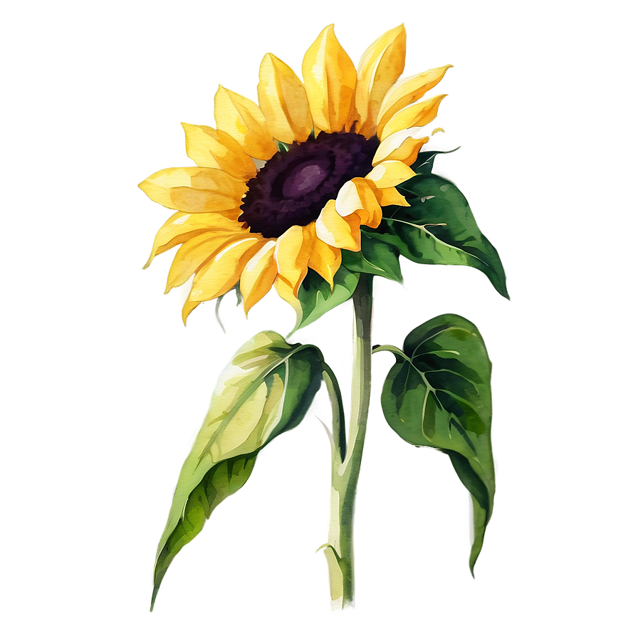 Sunflower In Watercolor Style Png 06272024