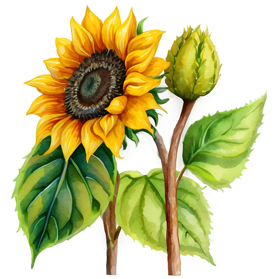 Sunflower In Watercolor Style Png 06272024