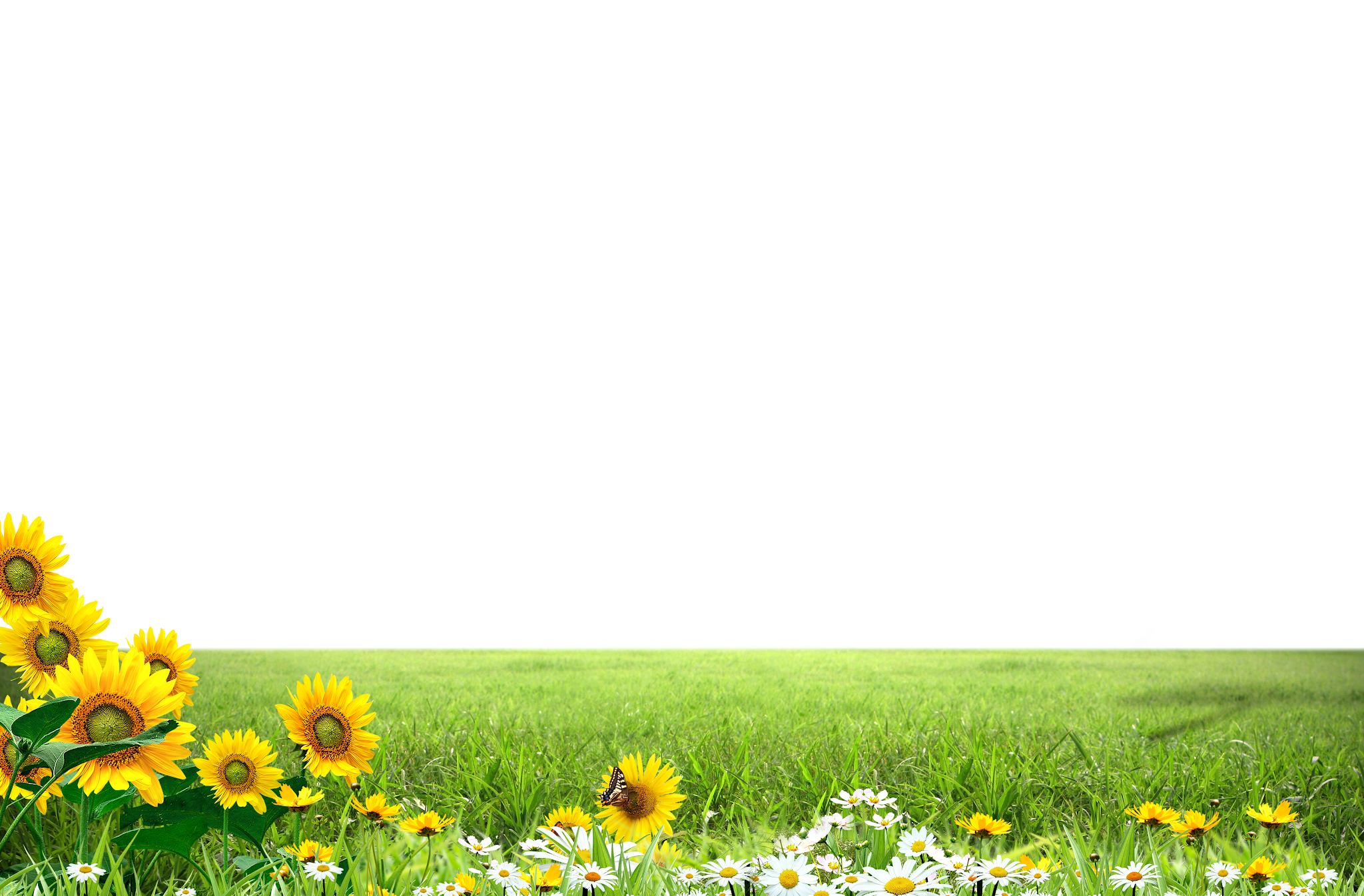 Sunflower Meadow Background